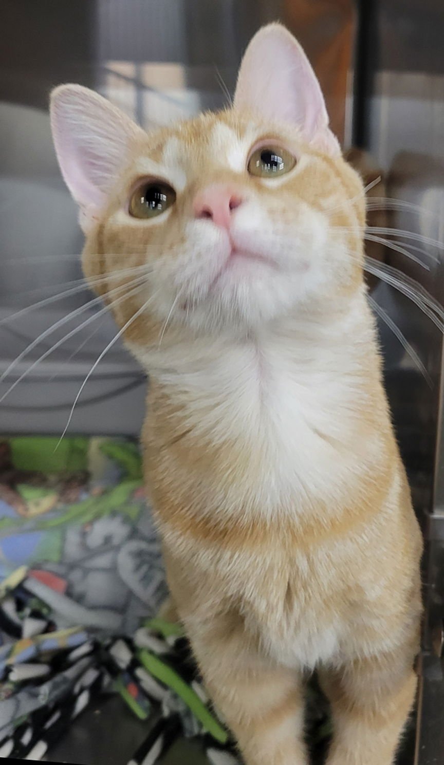 KITTEN BARNACLE - Domestic Short Hair available for adoption