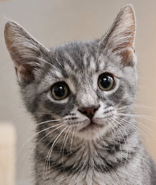 KITTEN CADET - Domestic Short Hair for adoption in Akron
