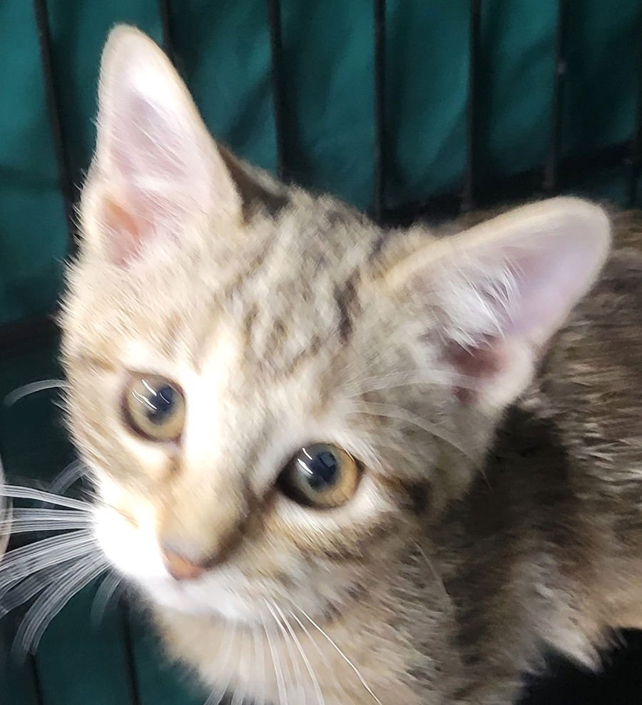 KITTEN MARMALDE - Domestic Short Hair available for adoption