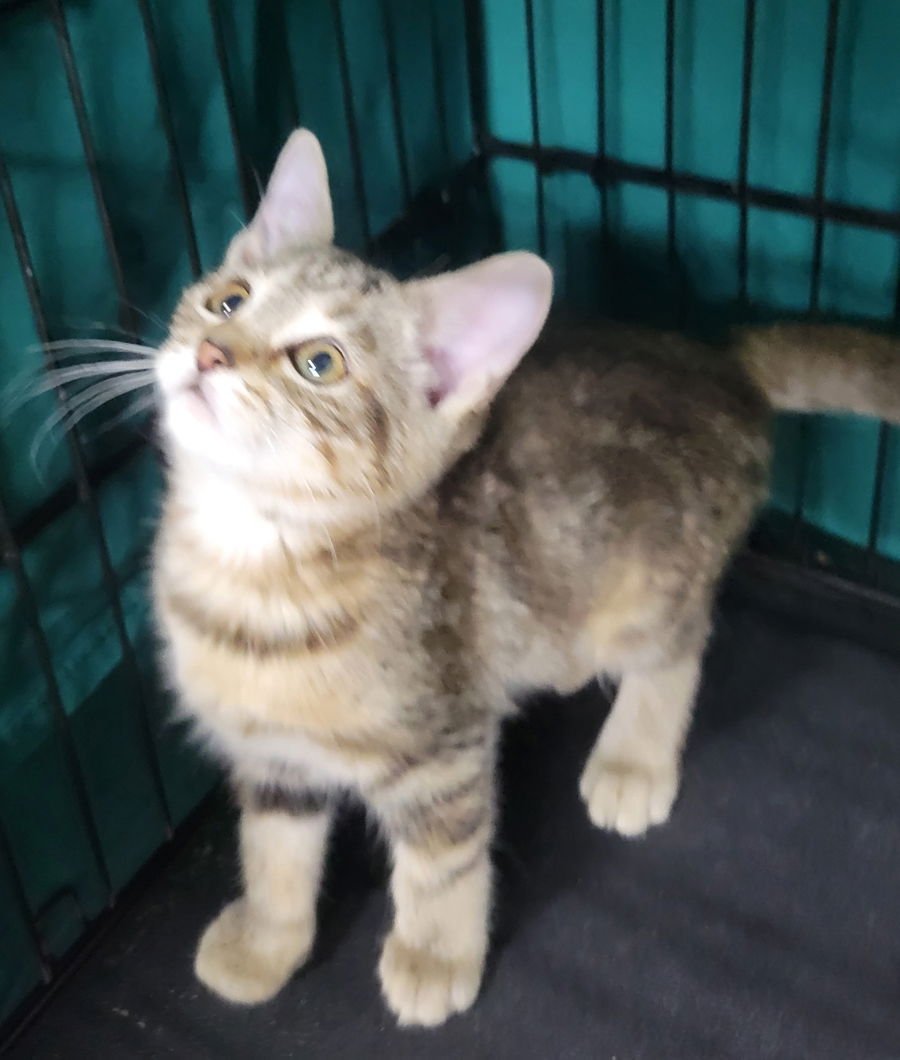 KITTEN MARMALDE - Domestic Short Hair available for adoption