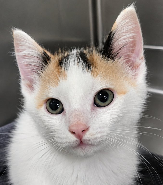 Kitten Dolce Image