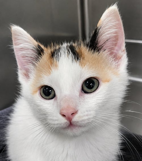 KITTEN DOLCE