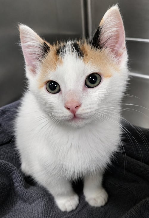 KITTEN DOLCE - Calico / Domestic Short Hair available for adoption