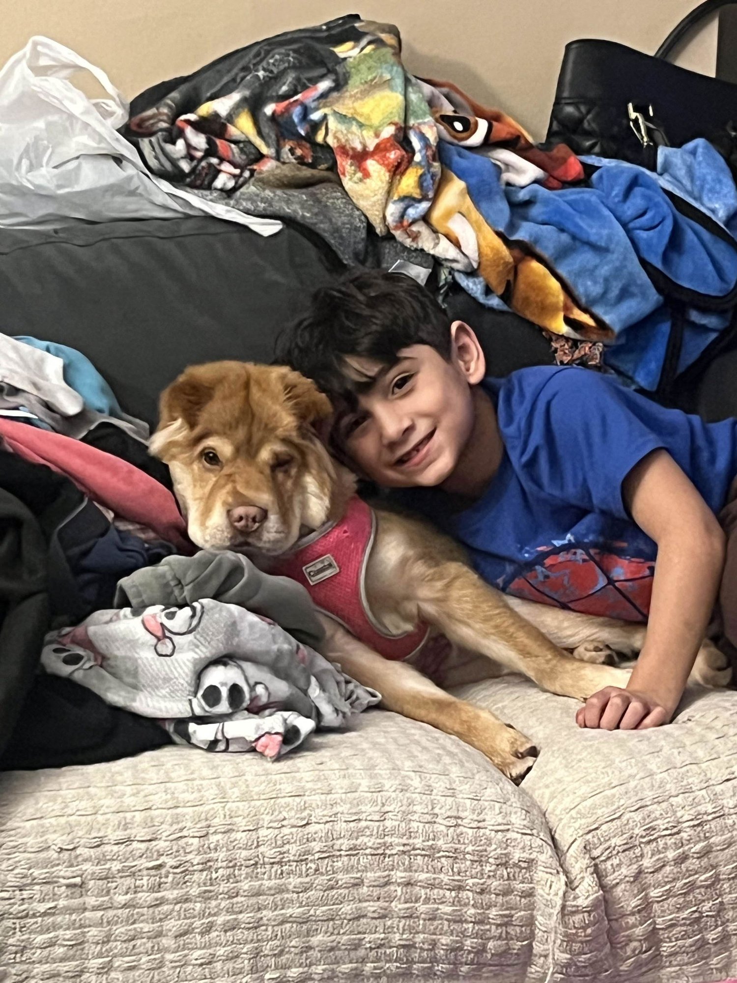 PUPPY ZOEY - Chow Chow / Shar Pei available for adoption