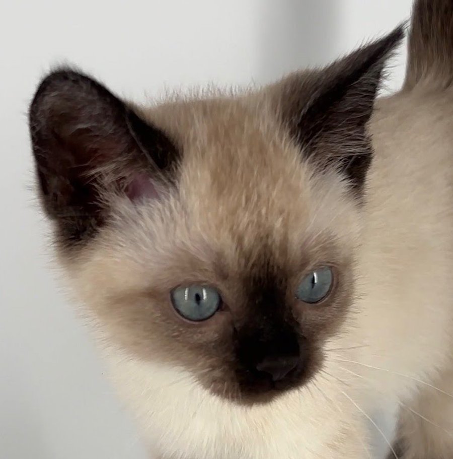 KITTEN TOAST - Siamese available for adoption