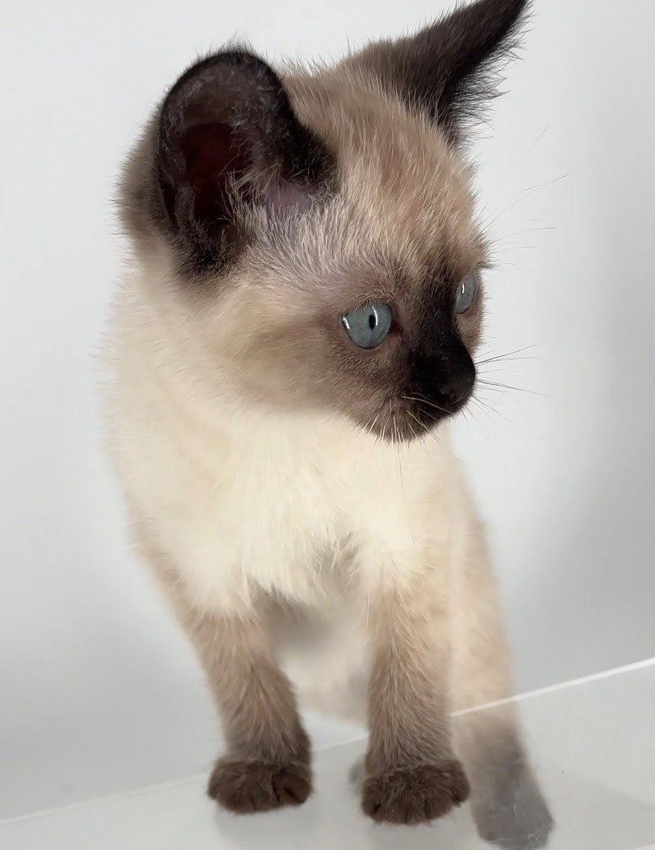 KITTEN TOAST - Siamese available for adoption