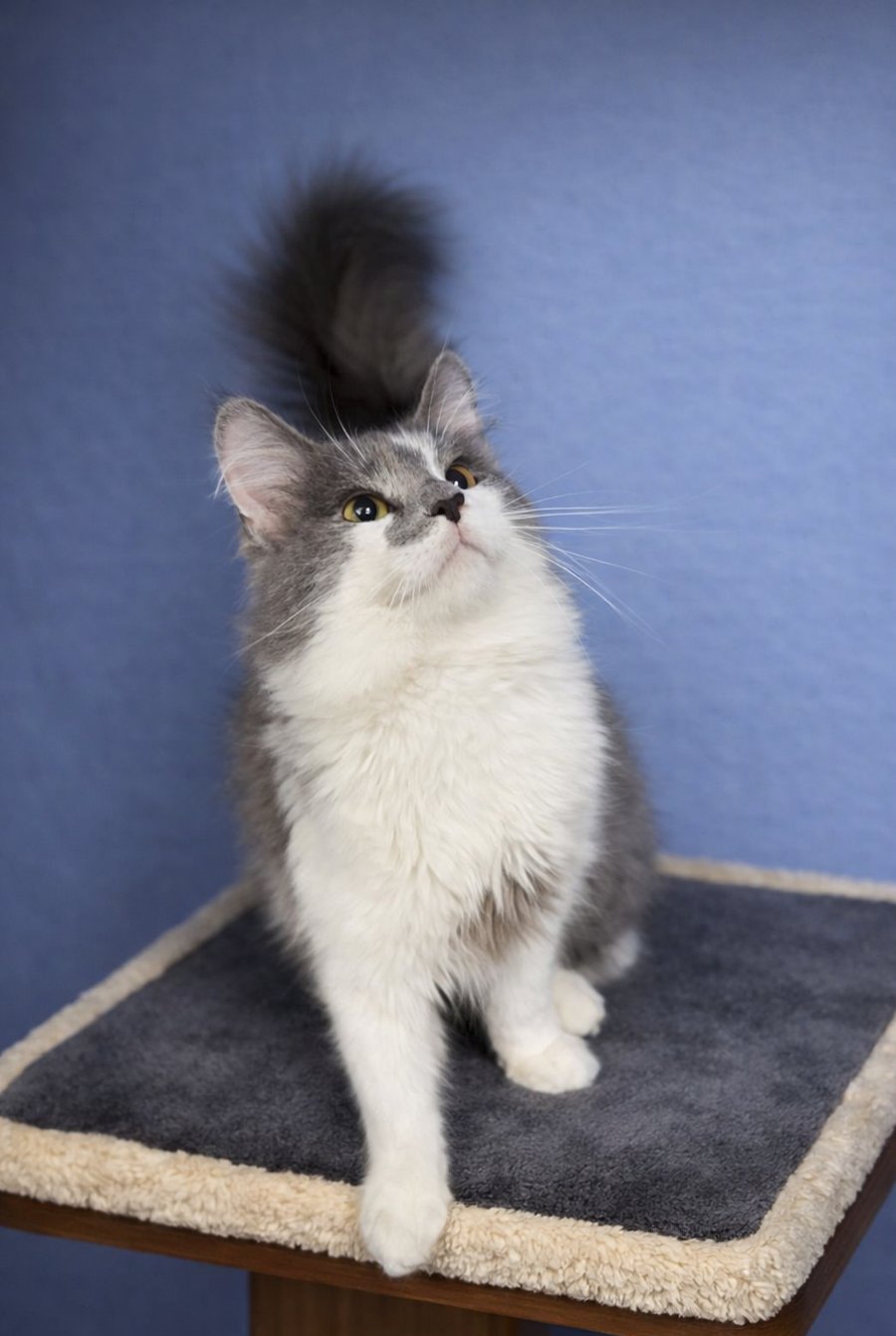 CHEVAL - Domestic Long Hair available for adoption