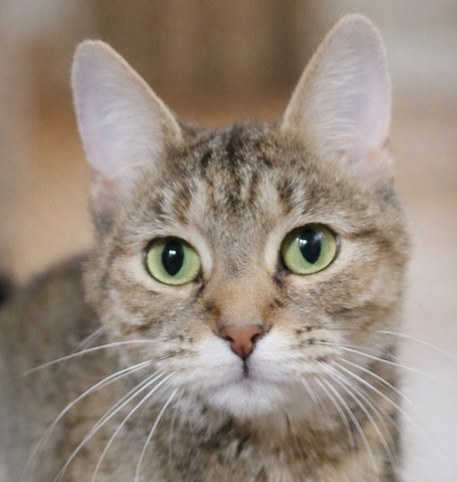 FROLICK - Domestic Short Hair / Tabby available for adoption