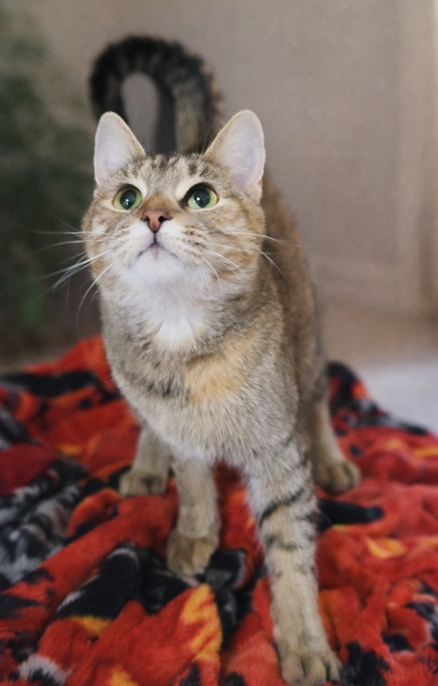 FROLICK - Domestic Short Hair / Tabby available for adoption