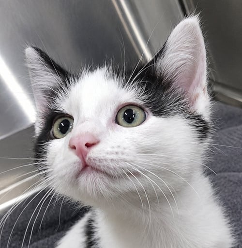 KITTEN BUSTER - Domestic Short Hair for adoption in Akron