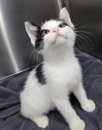 Kitten Buster - Photo 2