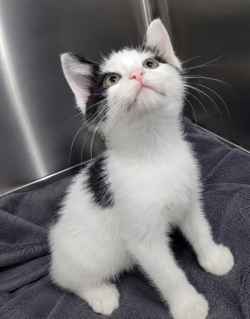 KITTEN BUSTER - Domestic Short Hair available for adoption