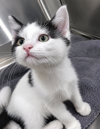 Kitten Buster - Photo 3