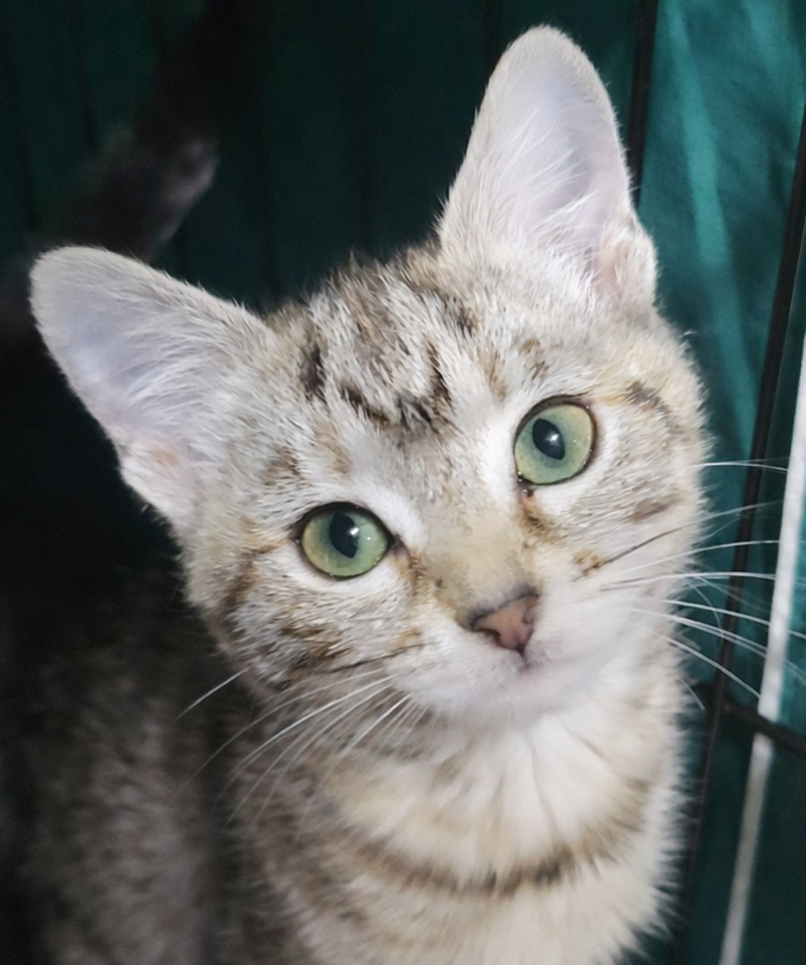 KITTEN COULIS - Domestic Short Hair / Tabby available for adoption