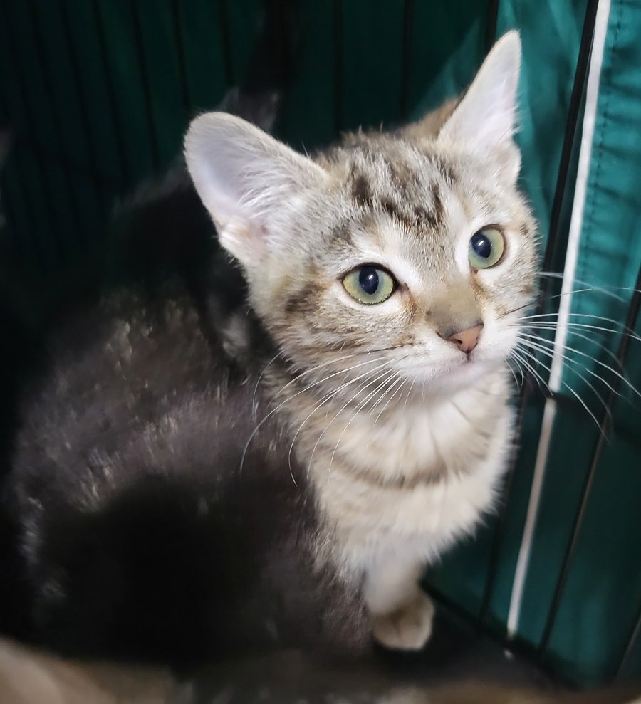 KITTEN COULIS - Domestic Short Hair / Tabby available for adoption