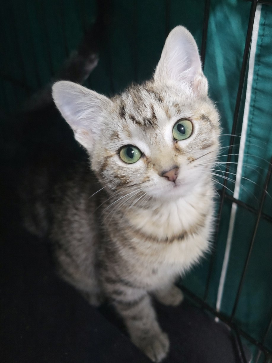 Kitten Coulis - Photo 3