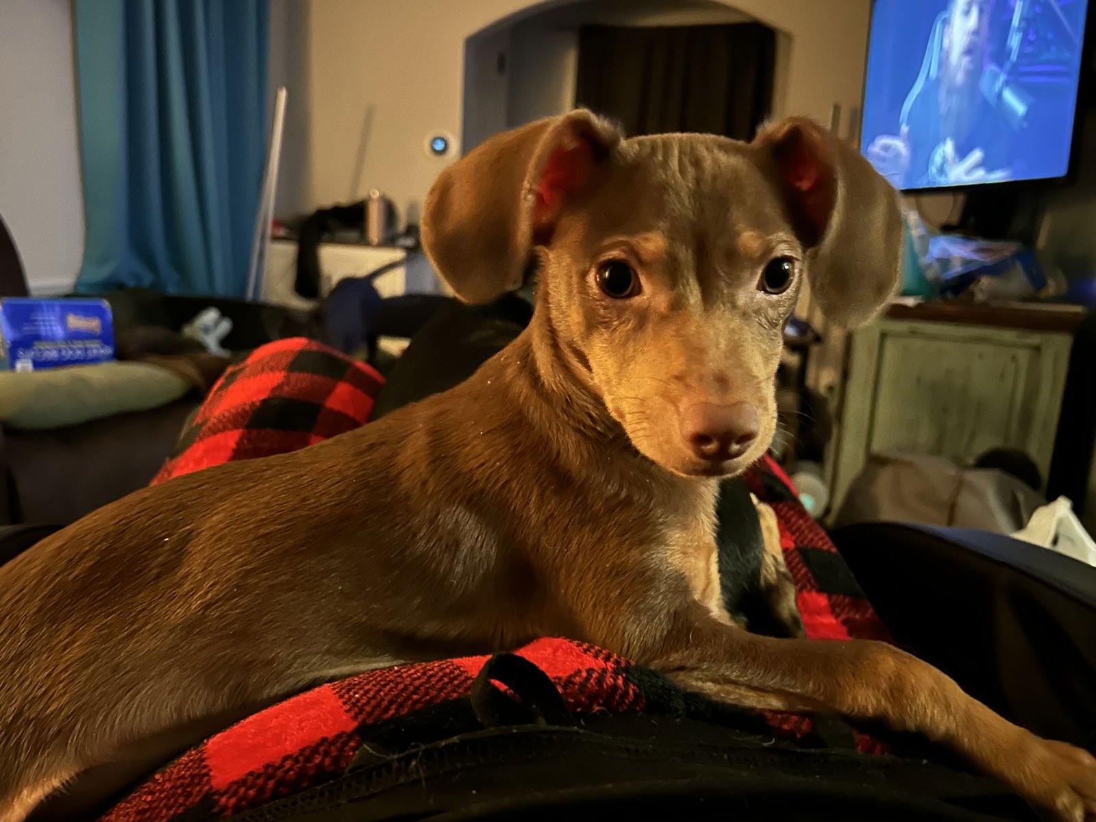 CHIWEENIE STELLA - Dachshund / Chihuahua available for adoption