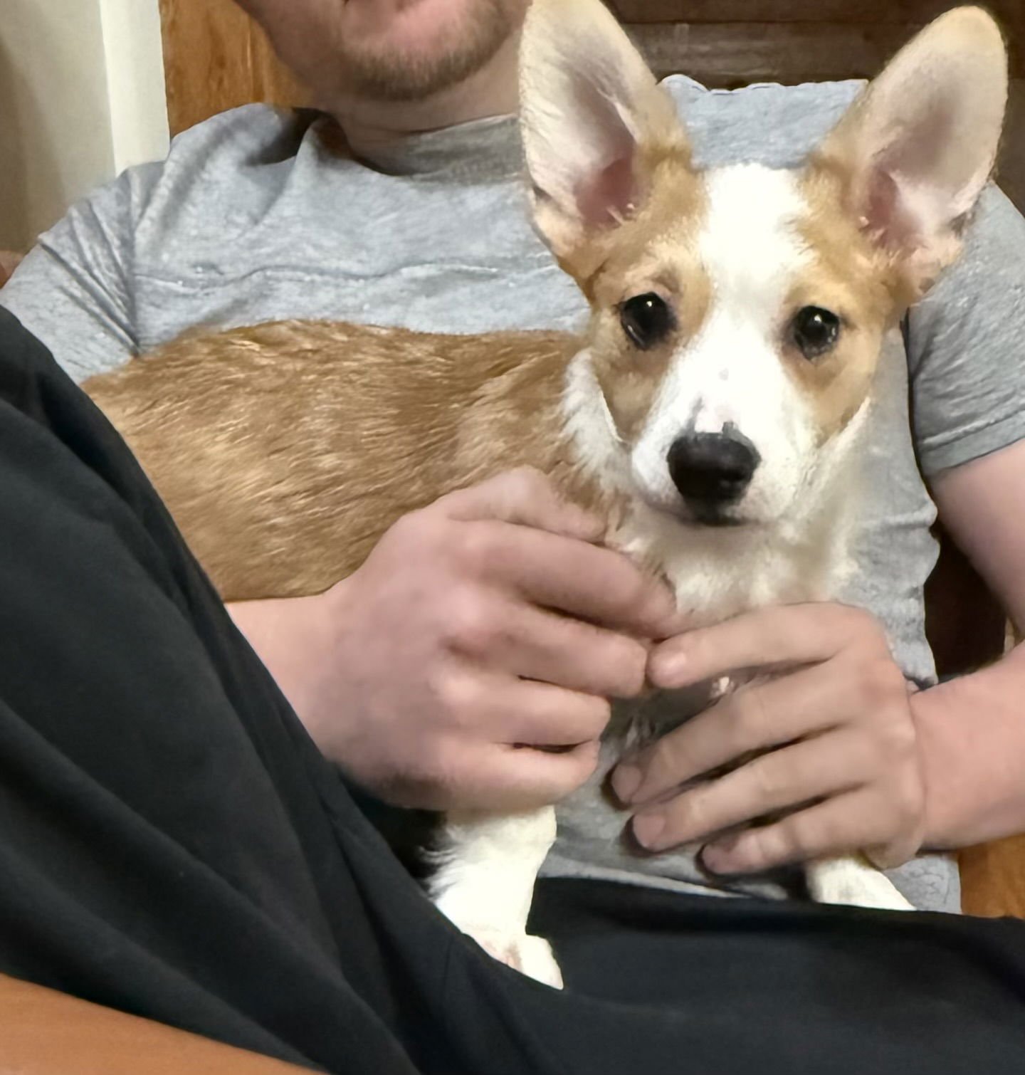 RUSTY - Corgi available for adoption