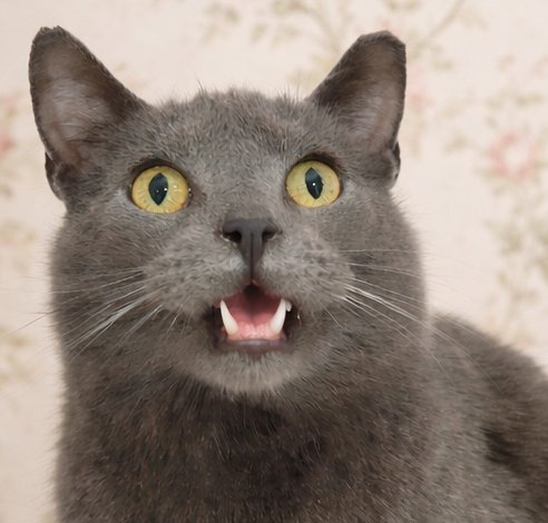 THUMBTACK @ MEDINA PETSMART - Domestic Short Hair available for adoption