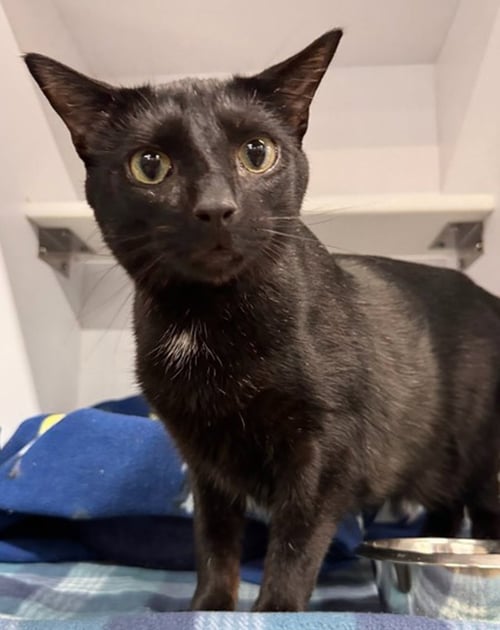 SNAPPER - Domestic Short Hair available for adoption