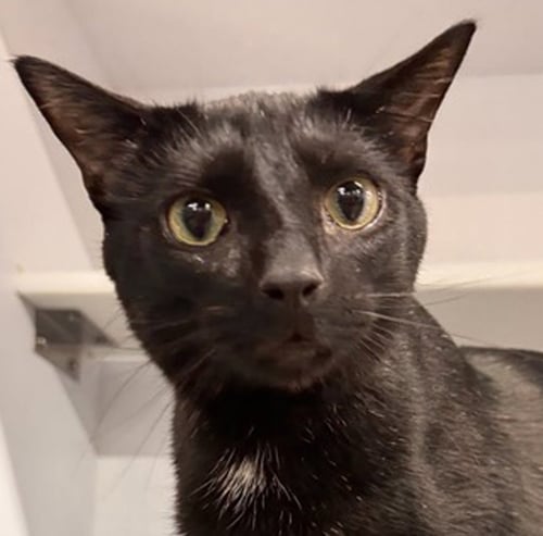 SNAPPER - Domestic Short Hair available for adoption