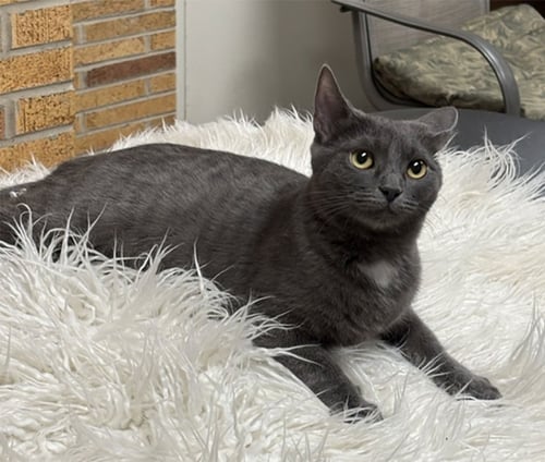 SPORTY SPICE - Domestic Short Hair available for adoption