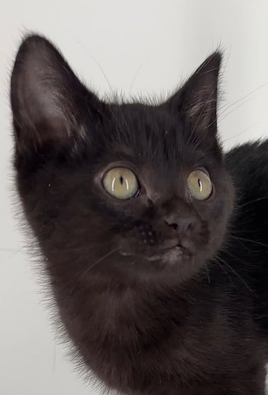 Kitten Midnight Image