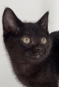 Kitten Midnight - Photo 1