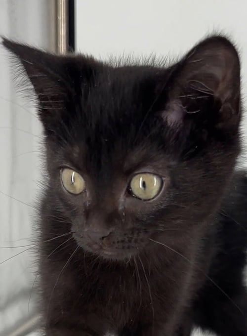 KITTEN MIDNIGHT - Domestic Short Hair available for adoption