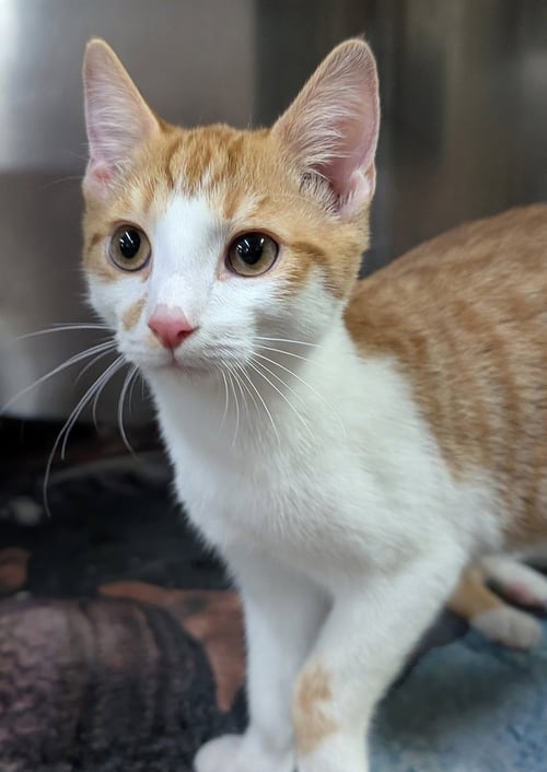 KITTEN CARGO - Domestic Short Hair available for adoption