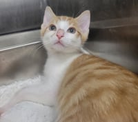 Kitten Cargo - Photo 2