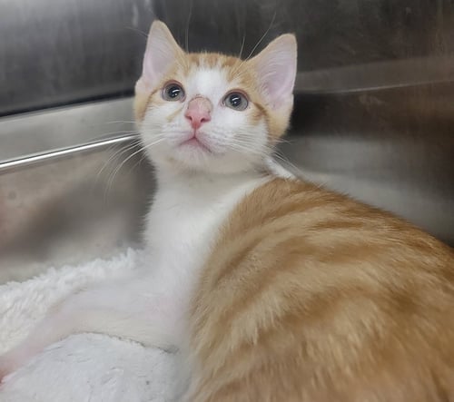 KITTEN CARGO - Domestic Short Hair available for adoption
