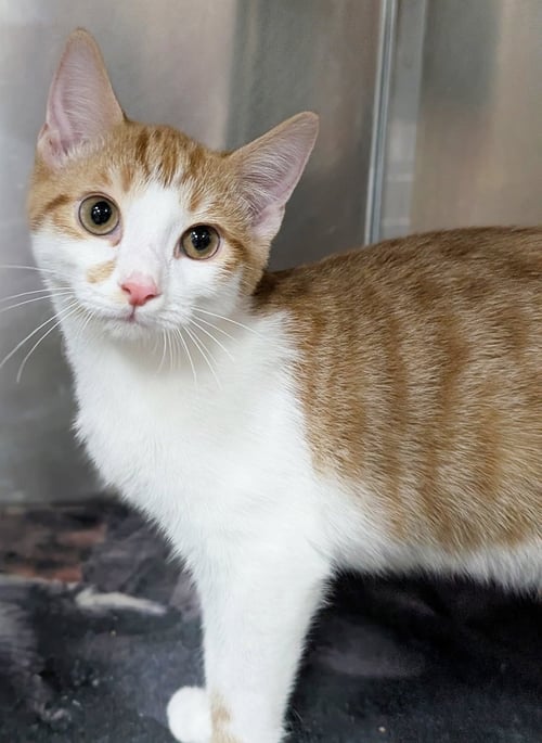 KITTEN CARGO - Domestic Short Hair available for adoption