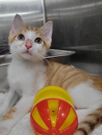 Kitten Cargo - Photo 3