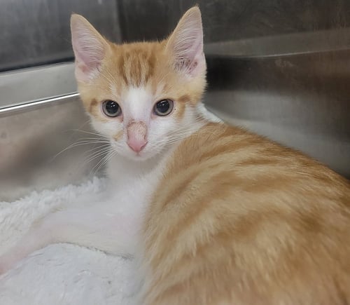 KITTEN CARGO - Domestic Short Hair for adoption in Akron