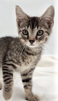 Kitten Brian - Photo 2