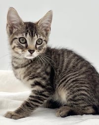 Kitten Brian - Photo 3