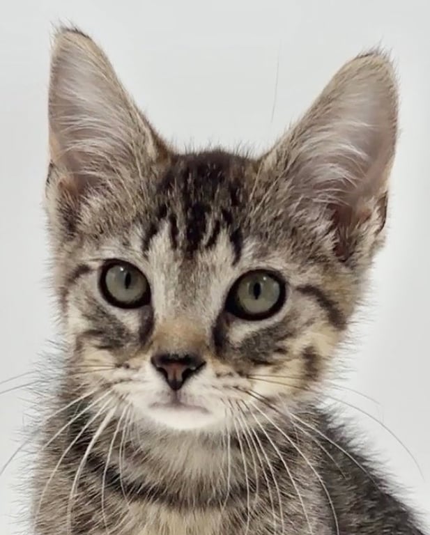 Kitten Brian Image