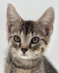 Kitten Brian - Photo 1