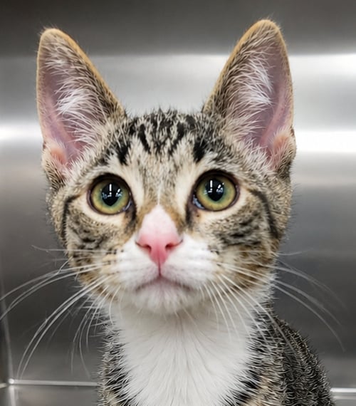 KITTEN HOT TUB