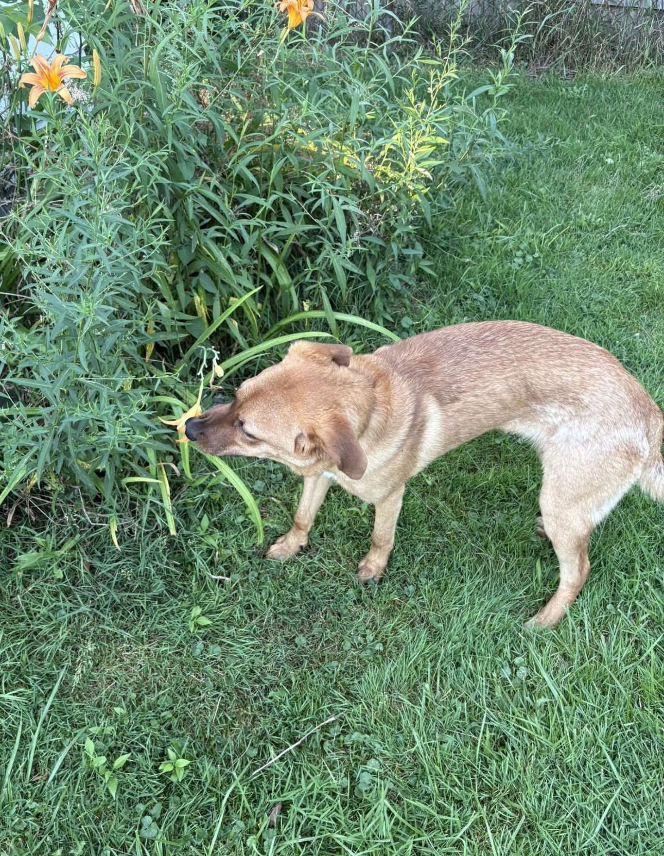 BANDIT - Labrador Retriever / Shepherd available for adoption