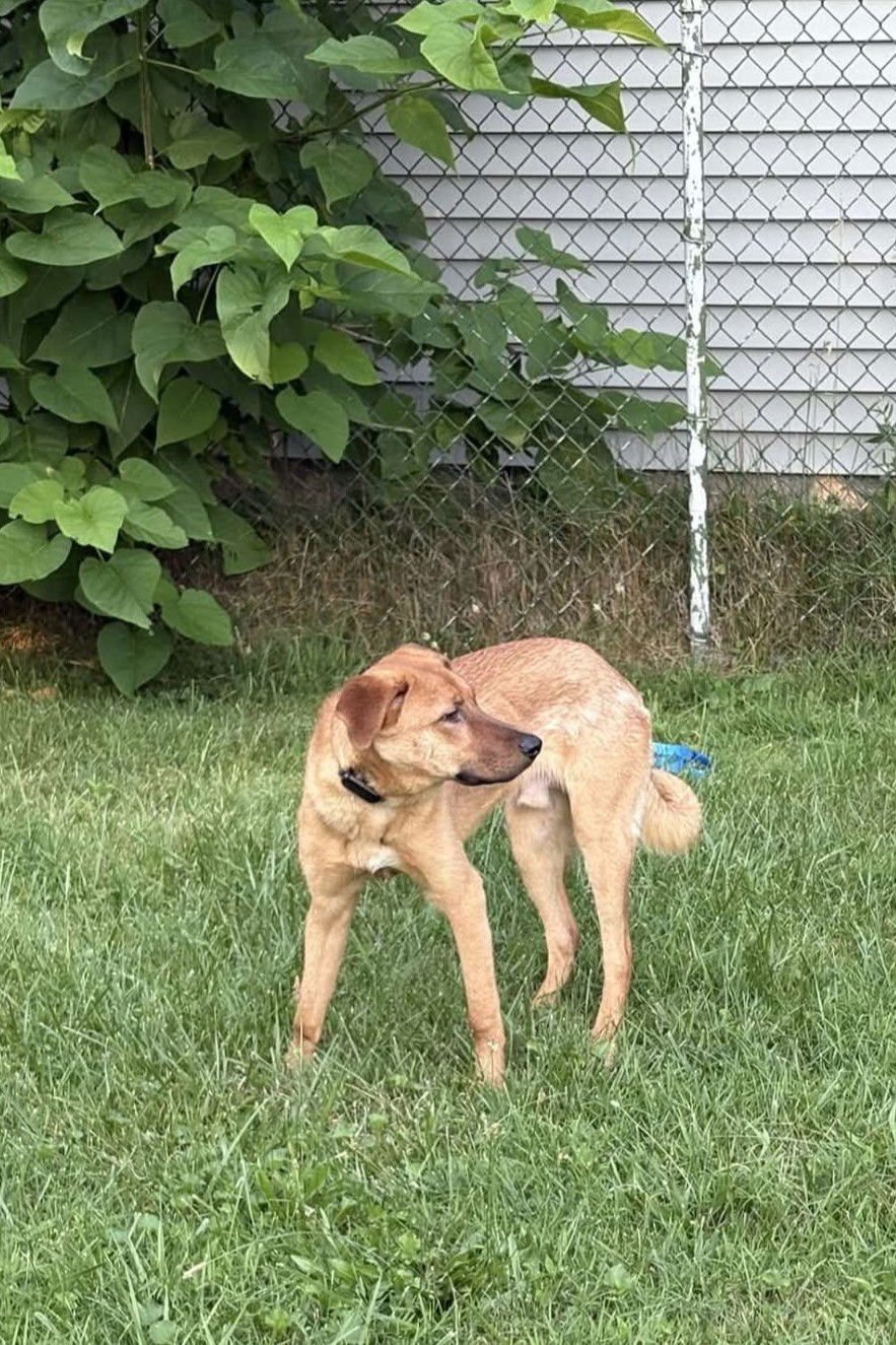 BANDIT - Labrador Retriever / Shepherd available for adoption
