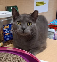 Thumbtack @ Medina Petsmart (video!) - Photo 1