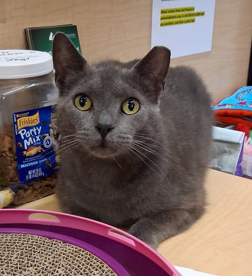 THUMBTACK @ MEDINA PETSMART (VIDEO!) - Russian Blue / Domestic Short Hair available for adoption