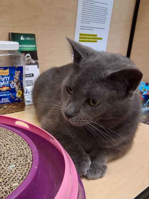 THUMBTACK @ MEDINA PETSMART (VIDEO!) - Russian Blue / Domestic Short Hair available for adoption