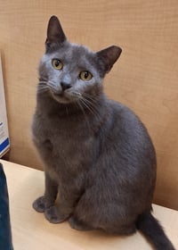 Thumbtack @ Medina Petsmart (video!) - Photo 3