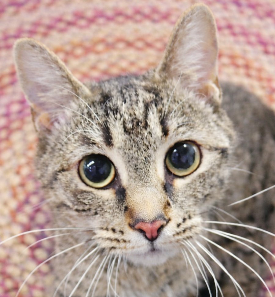 KITTEN YVONNE - Domestic Short Hair / Tabby available for adoption