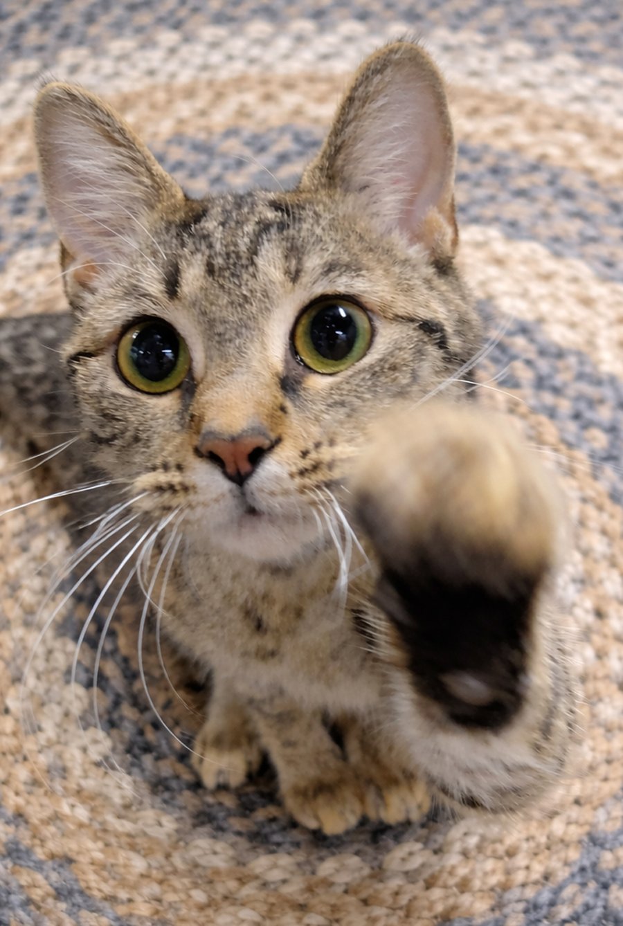 KITTEN YVONNE - Domestic Short Hair / Tabby available for adoption