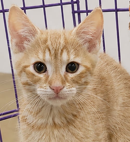 KITTEN HAGEN - Domestic Short Hair for adoption in Akron