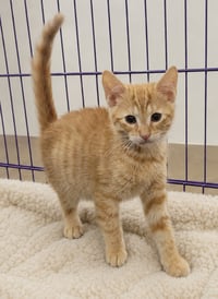 Kitten Hagen - Photo 2
